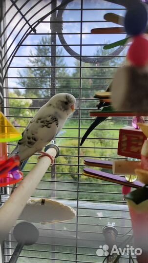 Волнистый попугай с клеткой