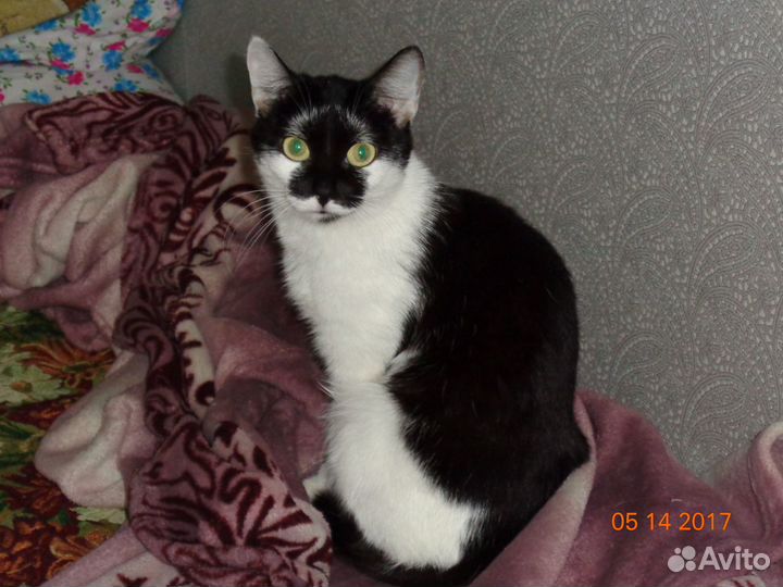 Кошка домашняя