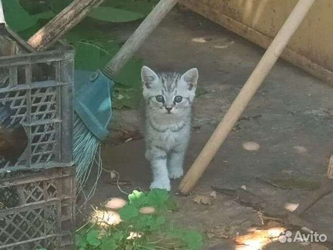 Котёнок Шотландский