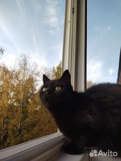 Домик для Кошки