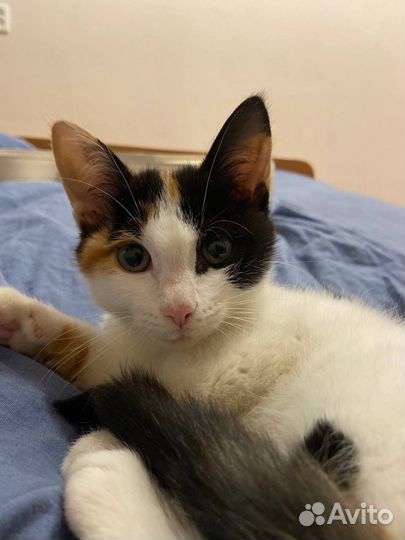 Котенок 3 месяца