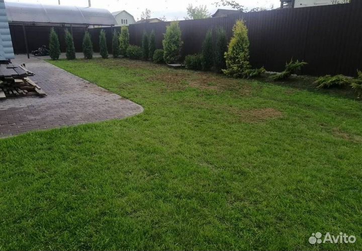 Можжевельник колоновидный Блю Эрроу