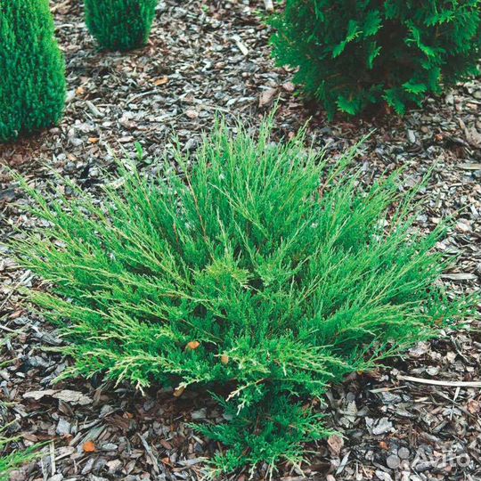 Можжевельник декоративный информация в описании