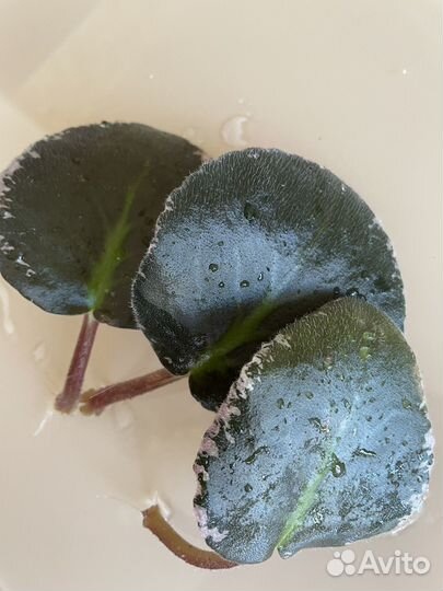 Фиалки махровые