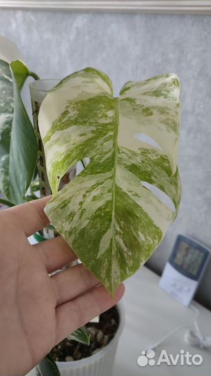 Монстера альба