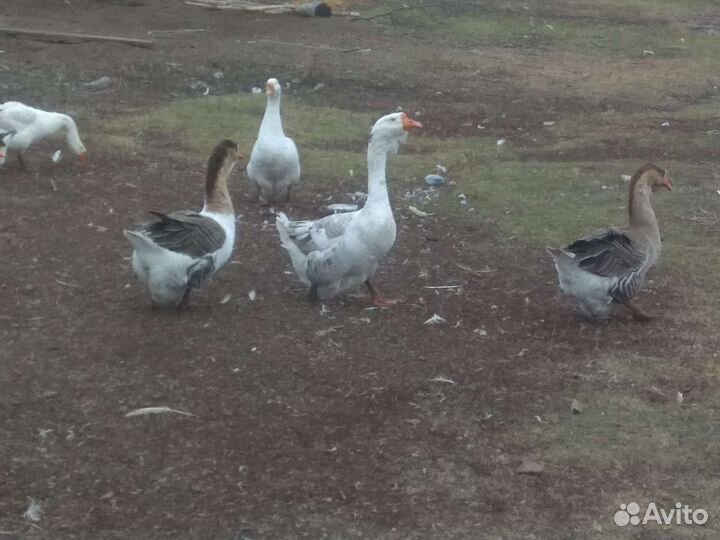 Гуси