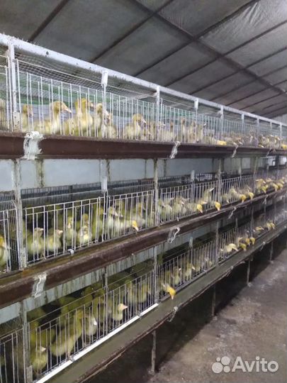 Продам утят, опт розница