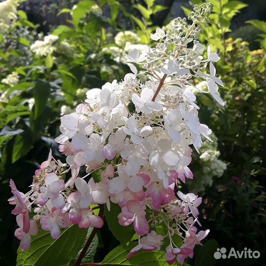 Гортензия метельчата №2