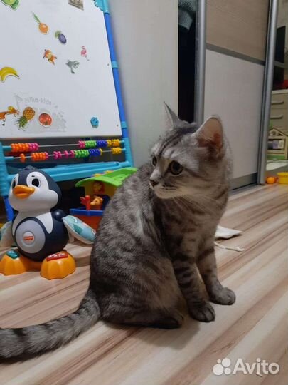 Кот в добрые руки