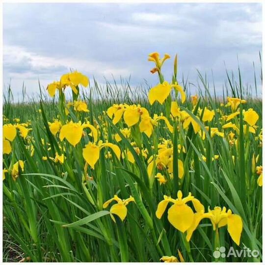 Цветы для сада: Анемона Японская и др.цветы