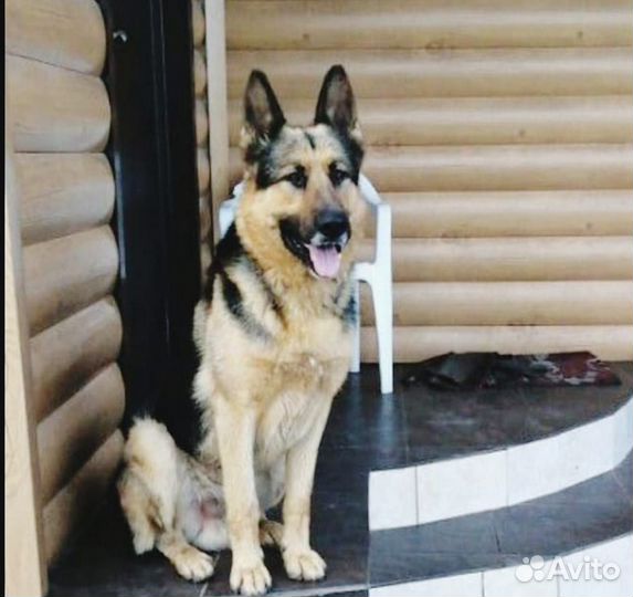 Щенки немецкой овчарки