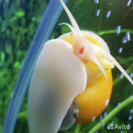 Улитки аквариумные ампулярии