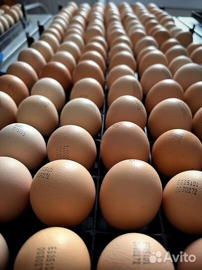 Инкубационное яйцо Кобб-500 Испания и Росс -308