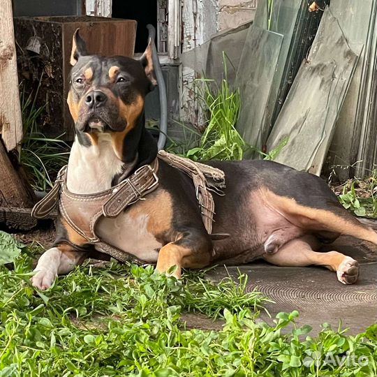 Питбуль,вязка