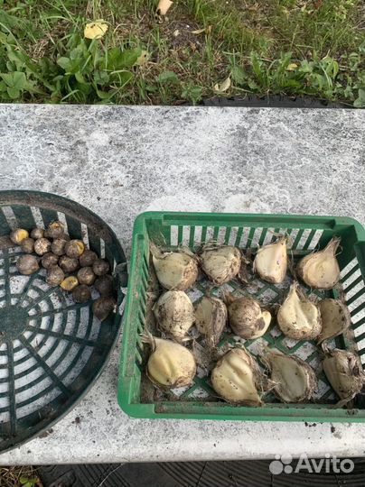 Луки декоративные