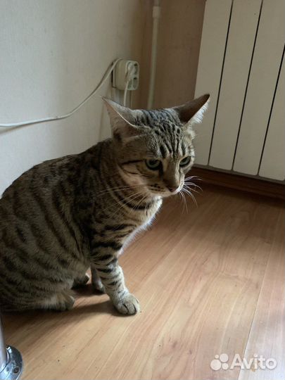 Кошка