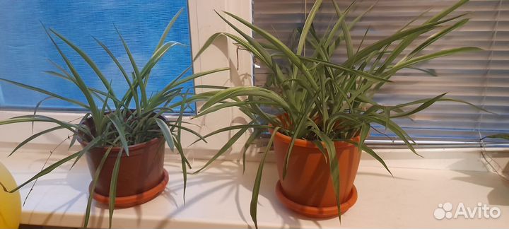 Хлорофитум