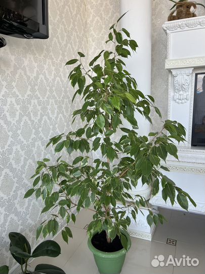 Фикус бенджамина бафт