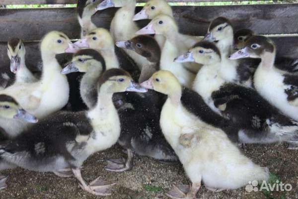 Утята подрощенные 1 месяц