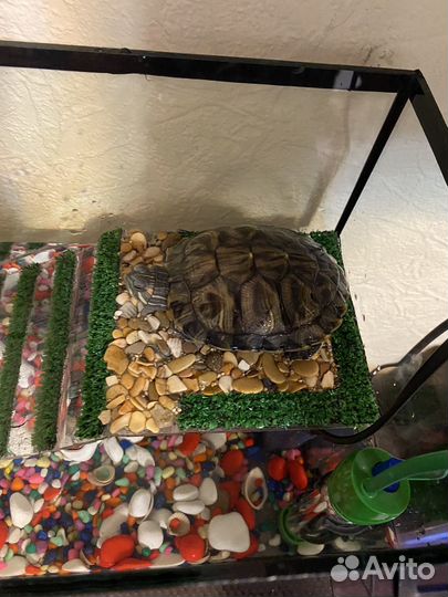 Черепаха водная