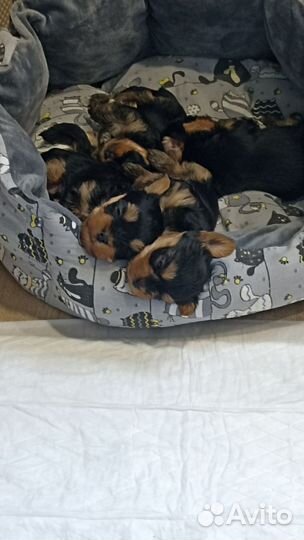 Йоркширский терьер