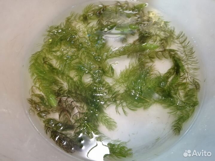 Растения в аквариум, роголистник, пистия