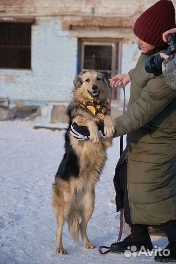 Собака в добрые руки