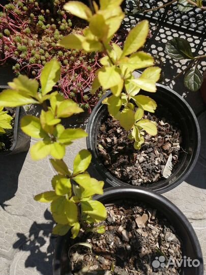 Айва японская саженцы