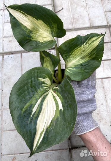 Хоста для сада #4