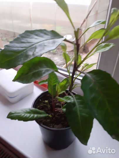 Джинура прокумбенс