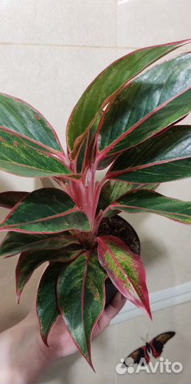 Сансевиерия Фернвуд Микадо