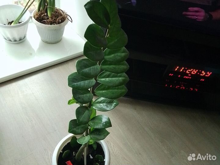 Комнатные цветы