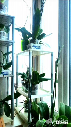 Орхидеи сортовые отцвели много