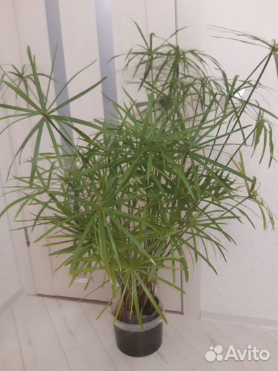 Ципперус (сыть)