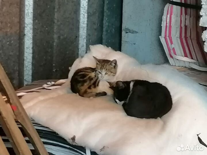 Котята отдам бесплатно