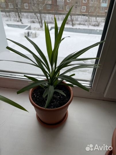 Комнатные цветы драцена