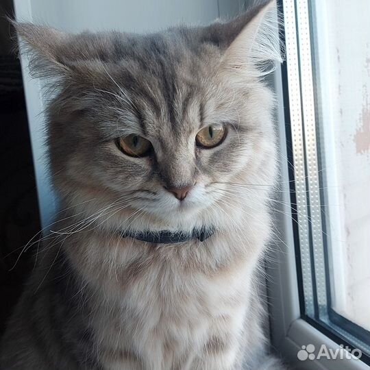 Шотландская кошечка