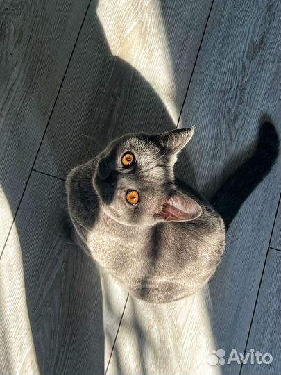 Британская кошка