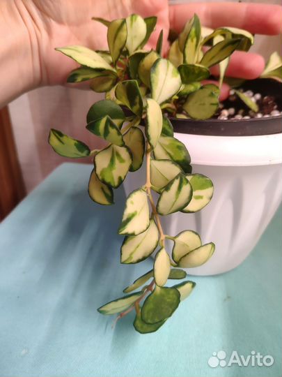 Хойи много. Часть 2