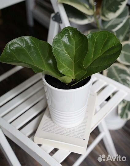 Распродаю Комнатные растения в горшках