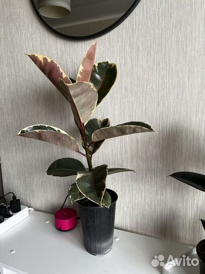 Фикус тинеке