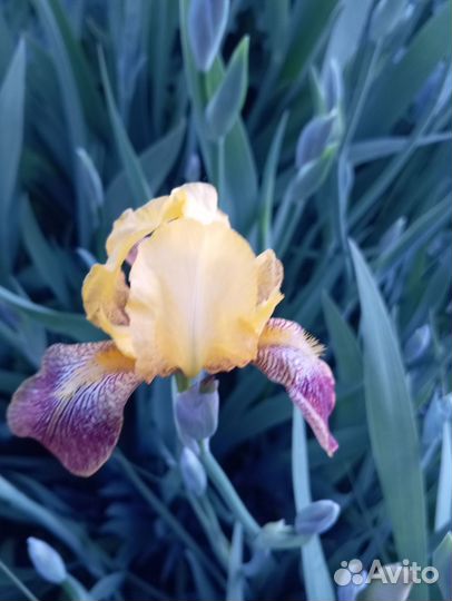 Ирисы цветы