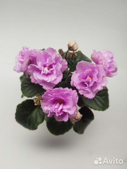 Фиалка сортовая мини