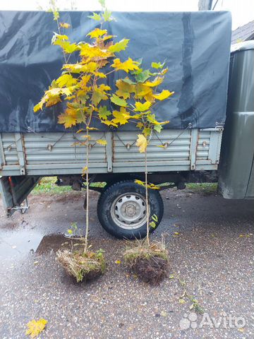 Саженцы липа клен дуб черешчатый дуб красный