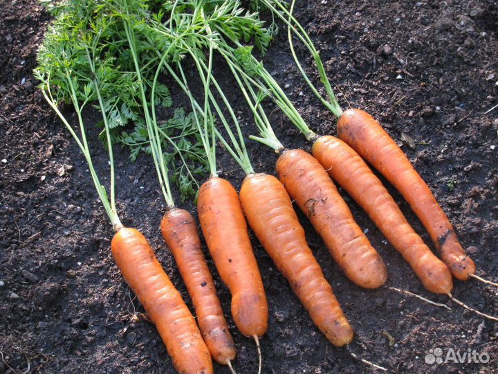 Морковь свежий