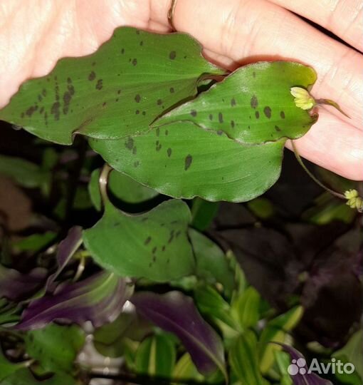 Традесканции, много сортов