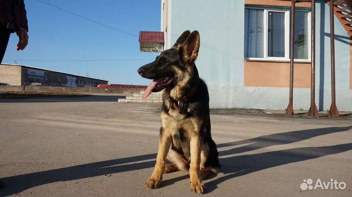 Выгуливать собак