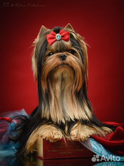 Йоркширский терьер вязка кобель мини