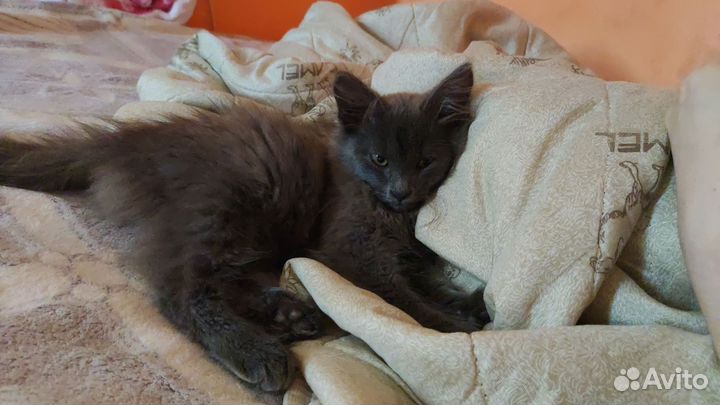 Отдам котят