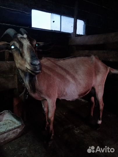 Корова, коза